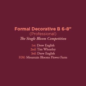 Formal Decorative B 6 Amateur